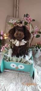 Toj pudle braon, ženke